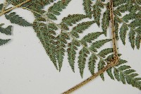 小葉複葉耳蕨藏品圖，第4張