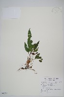 新月蕨藏品圖，第1張