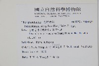 新月蕨藏品圖，第2張