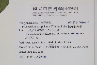 頂芽新月蕨藏品圖，第2張