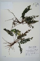 菲律賓厚葉蕨藏品圖，第1張