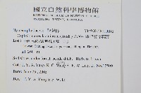 菲律賓厚葉蕨藏品圖，第2張