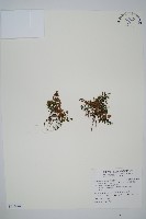 線片長筒蕨藏品圖，第1張
