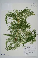 全緣卷柏藏品圖，第1張