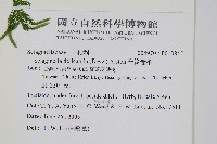 全緣卷柏藏品圖，第2張