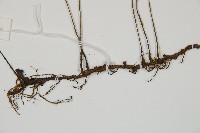 單葉雙蓋蕨藏品圖，第3張