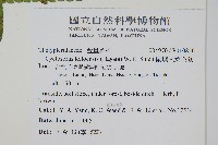 蘭嶼大葉毛蕨、蘭嶼圓脈蕨藏品圖，第2張