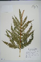 有刺鳳尾蕨藏品圖，第1張