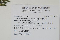 有刺鳳尾蕨藏品圖，第2張