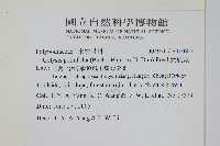 大線蕨藏品圖，第2張