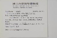 愛德氏肋毛蕨藏品圖，第2張