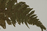 愛德氏肋毛蕨藏品圖，第3張