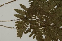 愛德氏肋毛蕨藏品圖，第4張