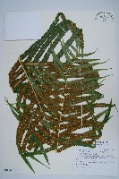 大葉毛蕨藏品圖，第1張