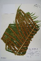 大葉毛蕨藏品圖，第3張