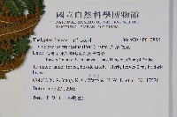 大葉毛蕨藏品圖，第4張