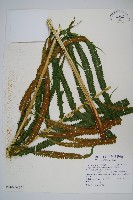 大葉毛蕨藏品圖，第5張