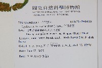 大葉毛蕨藏品圖，第6張