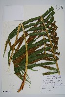 大葉毛蕨藏品圖，第7張