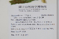 大葉毛蕨藏品圖，第8張