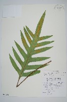 海岸星蕨藏品圖，第1張