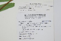 海岸星蕨藏品圖，第2張