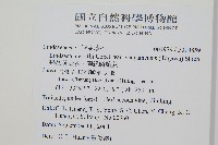 攀緣陵齒蕨、攀緣鱗始蕨藏品圖，第2張