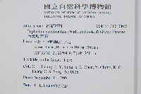 單葉雙蓋蕨藏品圖，第2張