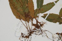 單葉雙蓋蕨藏品圖，第3張