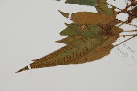 單葉雙蓋蕨藏品圖，第4張