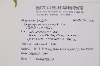 假蹄蓋蕨、東洋蹄蓋蕨藏品圖，第2張