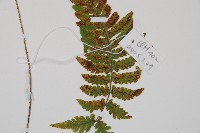 假蹄蓋蕨、東洋蹄蓋蕨藏品圖，第3張