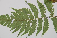 假蹄蓋蕨、東洋蹄蓋蕨藏品圖，第4張