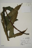 翅柄三叉蕨藏品圖，第1張