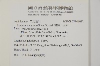 翅柄三叉蕨藏品圖，第2張