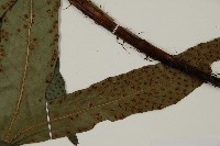 翅柄三叉蕨藏品圖，第3張