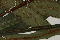 翅柄三叉蕨藏品圖，第4張