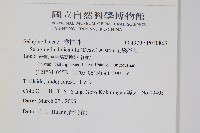 全緣卷柏藏品圖，第2張