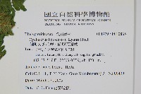 蘭嶼大葉毛蕨、蘭嶼圓脈蕨藏品圖，第2張