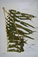 稀毛蕨藏品圖，第1張