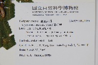 稀毛蕨藏品圖，第2張