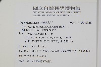 蘭嶼大葉毛蕨、蘭嶼圓脈蕨藏品圖，第2張