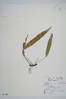 單葉雙蓋蕨藏品圖，第1張