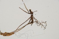 單葉雙蓋蕨藏品圖，第3張