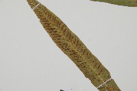 單葉雙蓋蕨藏品圖，第4張