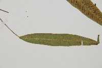 單葉雙蓋蕨藏品圖，第5張