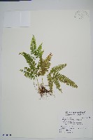 網脈鱗始蕨藏品圖，第1張