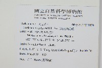 網脈鱗始蕨藏品圖，第2張