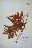 臺灣鱗毛蕨藏品圖，第1張