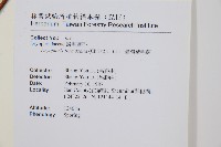 臺灣鱗毛蕨藏品圖，第2張